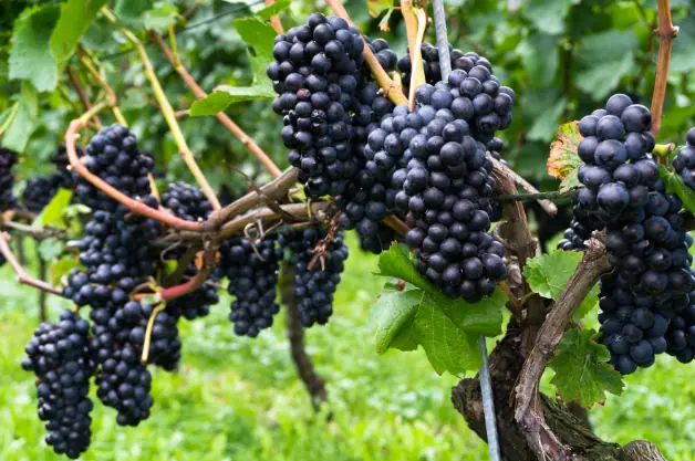pinot noir grapes