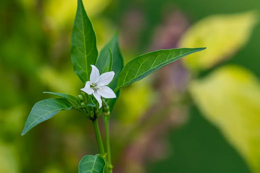 a picture of a white calabrian chili pepper flower