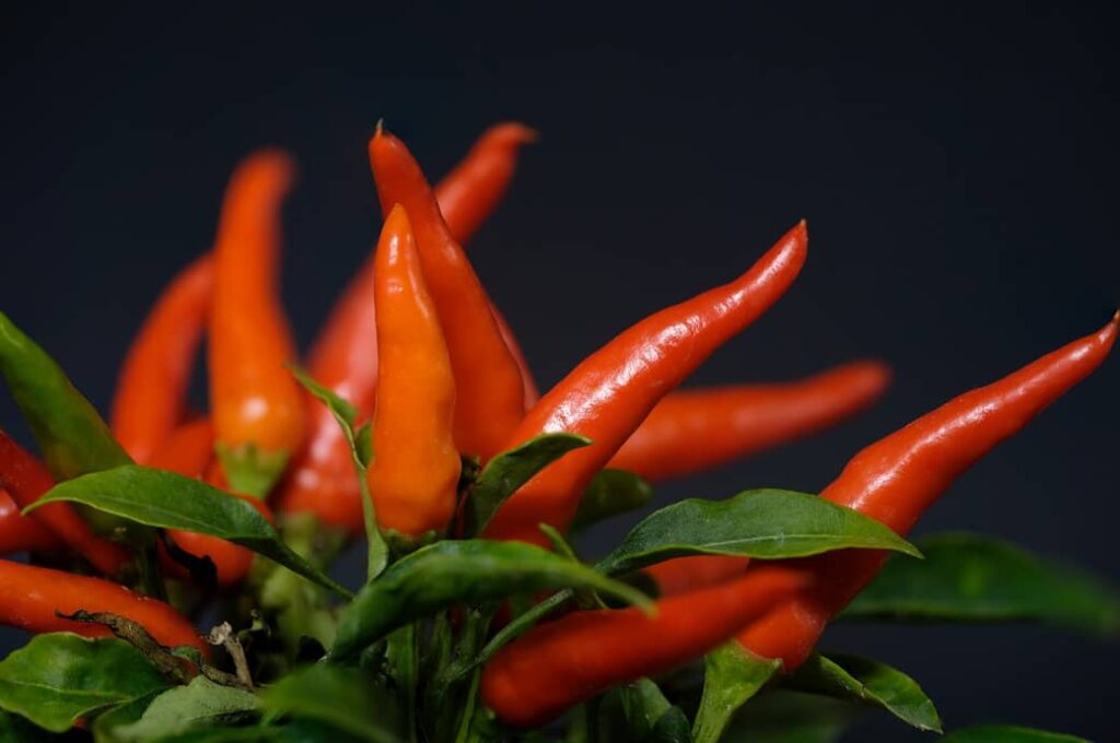 Unveiling Calabrian Chili Peppers: A Comprehensive Guide