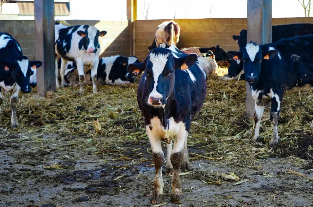 a picture of cows, the primary source of ricotta cheese