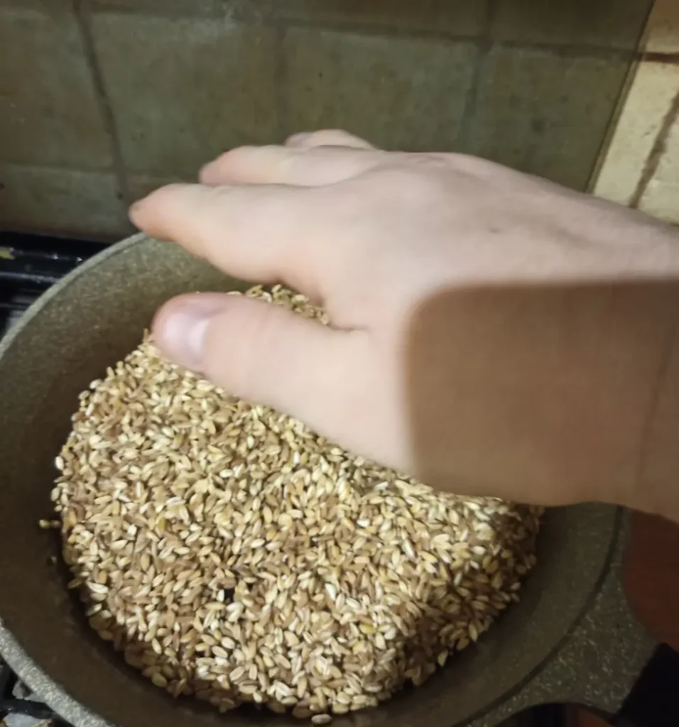 a hand checking the temperature of toasting farro grains