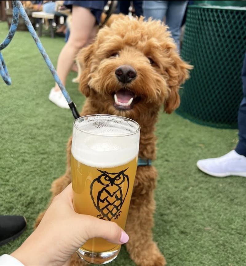 a picture of a dog standing in front of a glass of beer