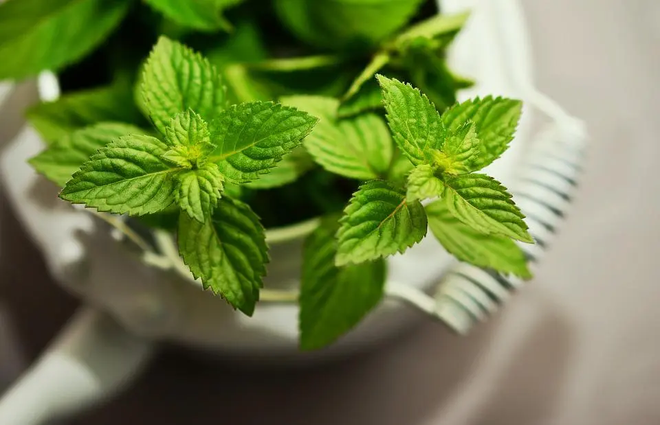 a peppermint plant