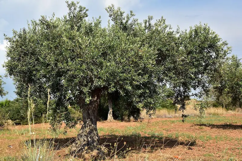 an olive tree