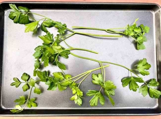single bunches of parsley on a baking dish
