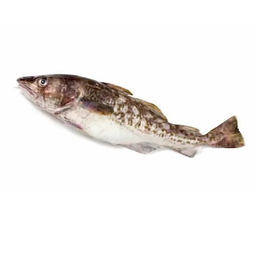 a cod