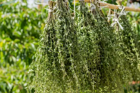 sun dried oregano leaves