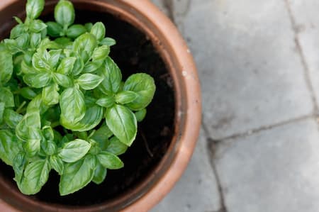 a fresh basil plant growing in a pot