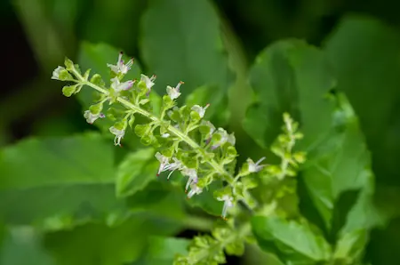 basil flowers