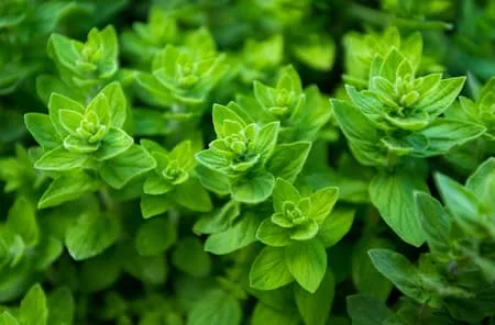 oregano vs basil-fresh oregano leaves