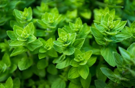 fresh oregano leaves