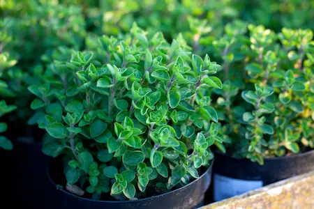 oregano growing in garden pots