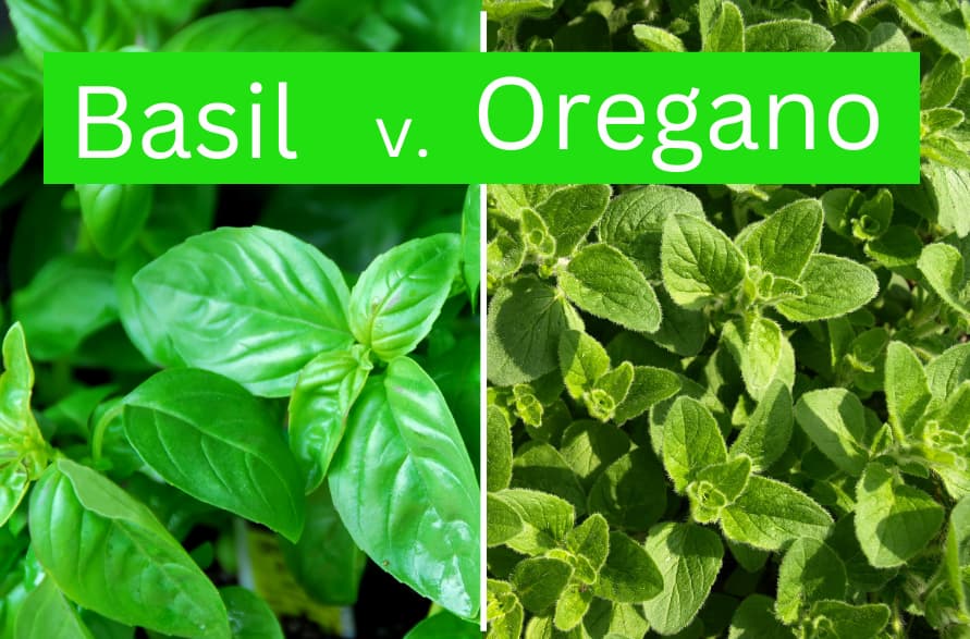 Image of Basil and oregano plants