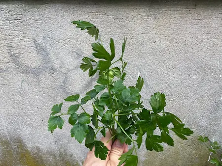 fresh parsley leaves for our meatballs