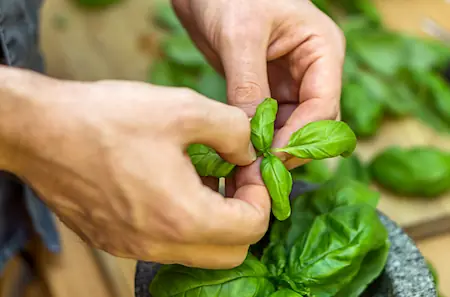 Oregano vs Basil All You Need To Know Mortadella Head