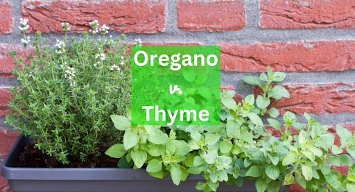 Oregano v. Thyme: What you need to know