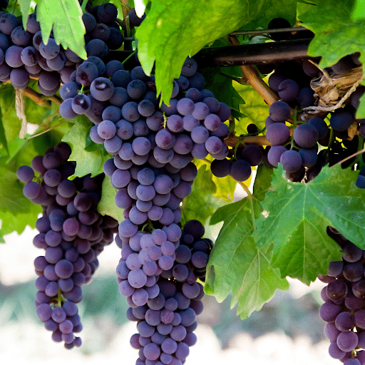 Grape Wine