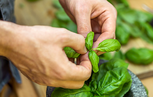 Growing Basil