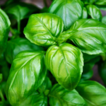 How to Freeze Basil in Olive Oil