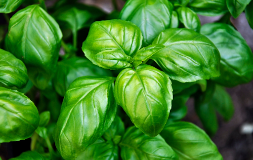 How to Freeze Basil in Olive Oil