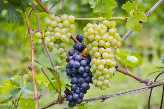 grape varieties