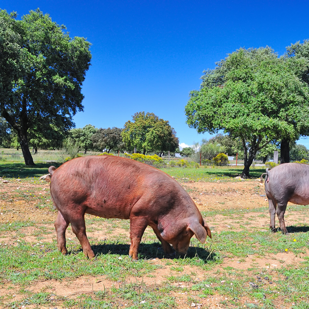 Serrano Ham vs Prosciutto - landrace pig