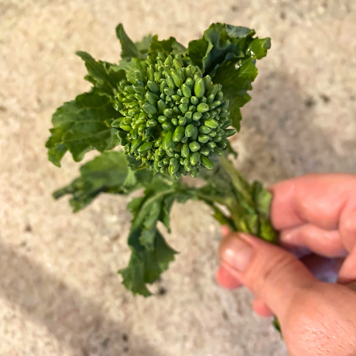 How to Freeze Broccoli Rabe-lush leaveas