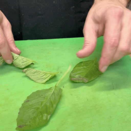 How to Cut Basil-picking the leaves