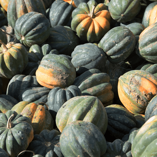 acorn squash vs butternut squash-Acorn squash