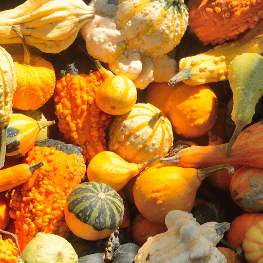 acorn squash vs butternut squash