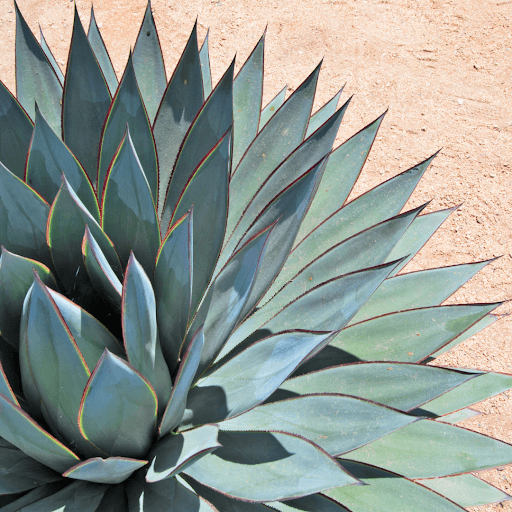 Nutritional Breakdown of Agave