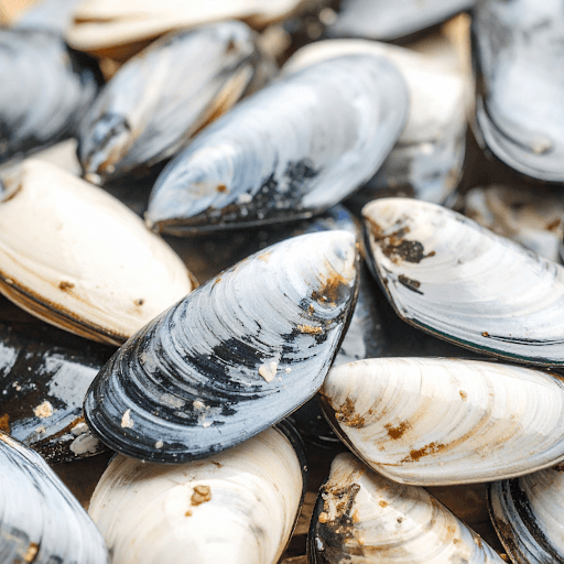 Fresh mussels and clams ready for cooking
